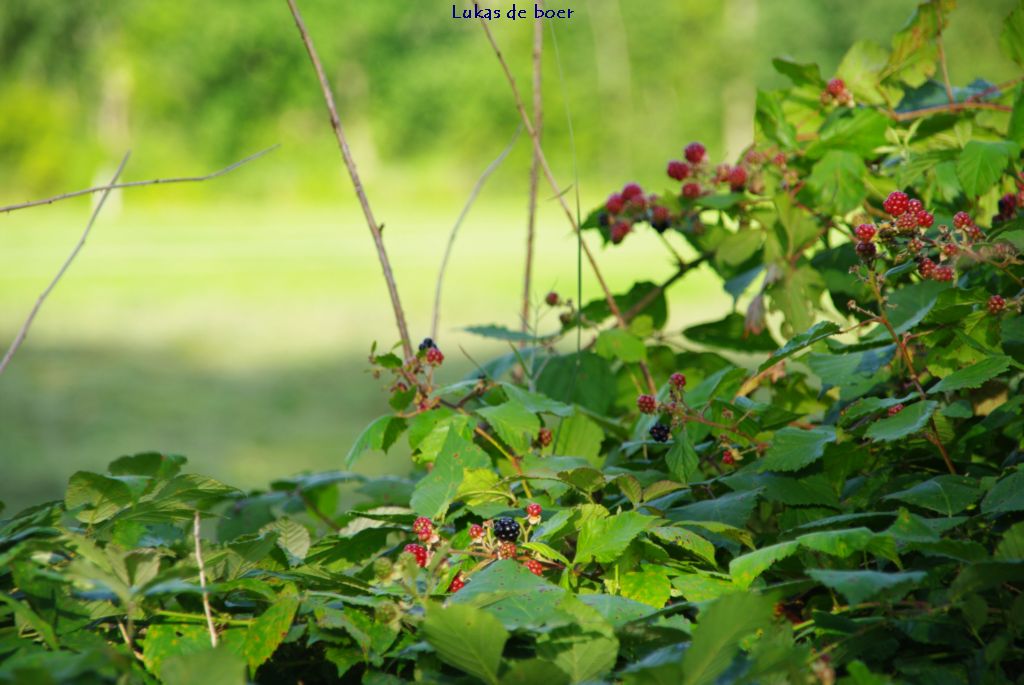tour 2010 (10).jpg - frambozen en bramen vreijlijk te eten